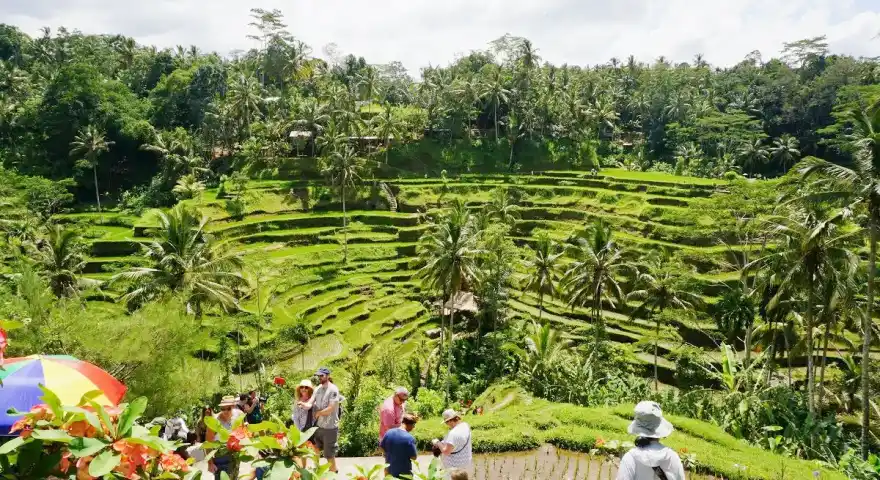 Indonesia Bali Tegalalang Ceking Rice Terrace