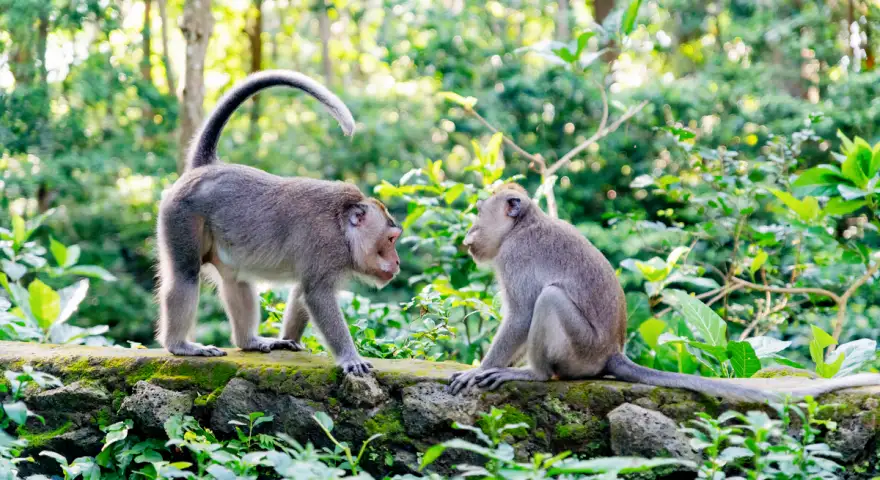 Indonesia Bali Sacred Monkey Forest Sanctuary