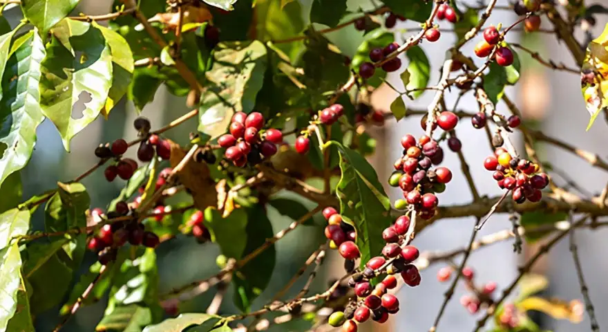 Bolaven Plateau Coffee Plantation