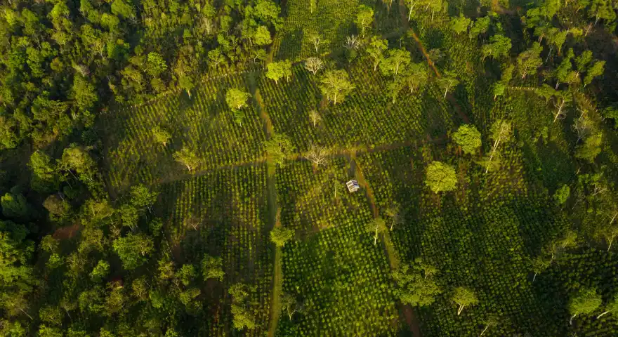 Bolaven Plateau Tea Plantations