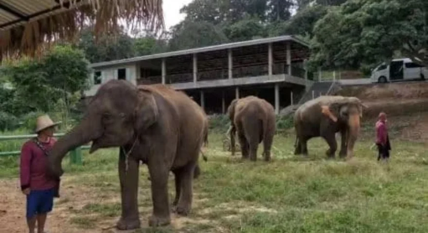 Chiang-Mai-elephant