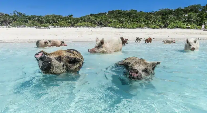 Koh Madsum in Koh Samui