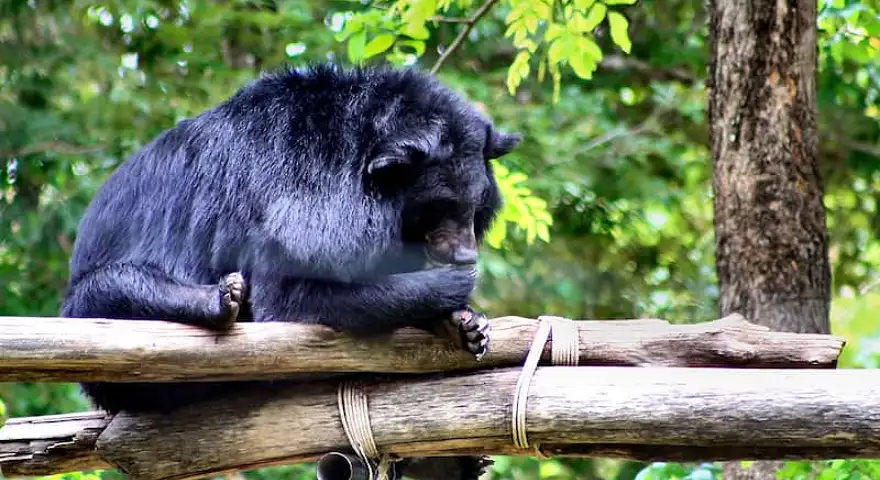 phnom-tamao-wildlife-rescue-center