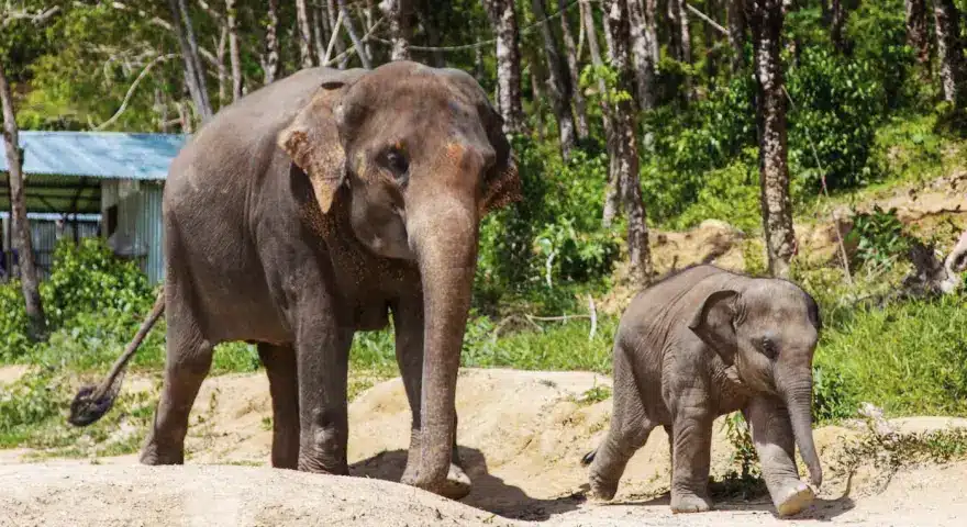 Phuket Elephant Jungle Sanctuary