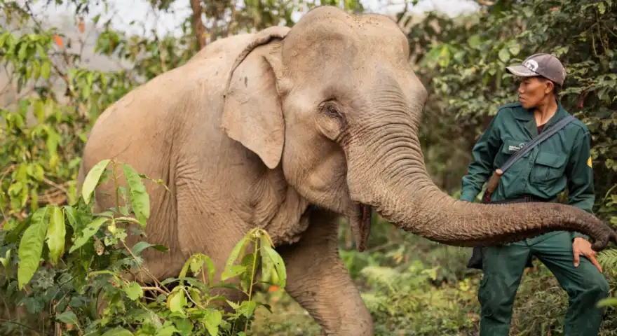 sayaboury-elephant-conservation-center