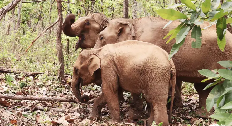 Chiang Mai Karen Elephant