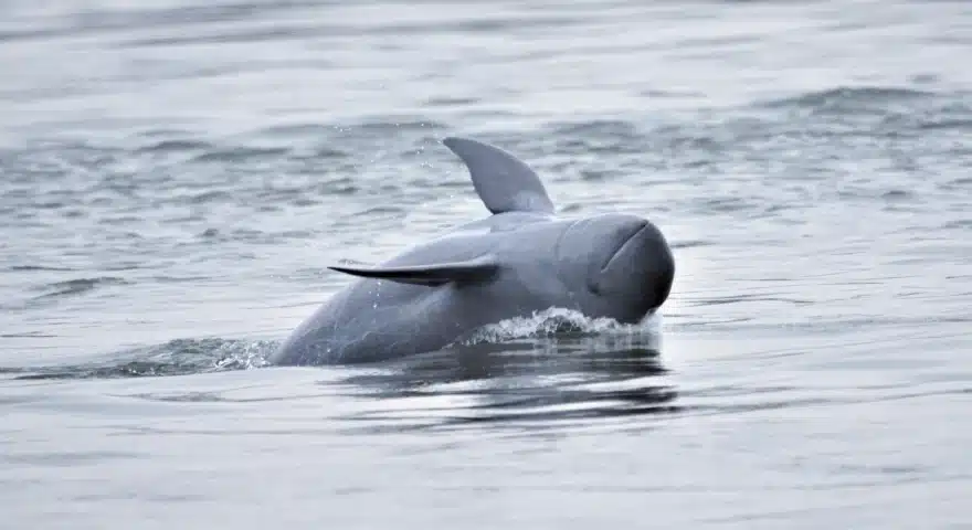 Cambodia Irrawaddy Dolphins