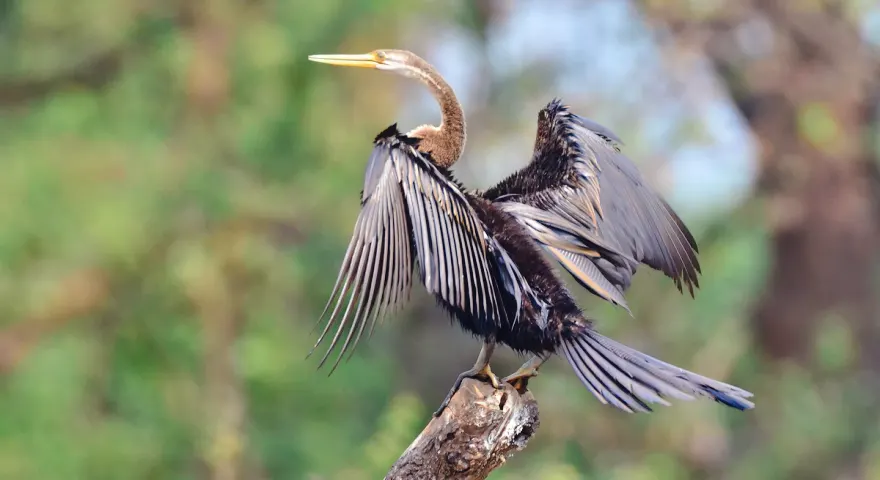 Prek Toal Bird Sanctuary Cambodia
