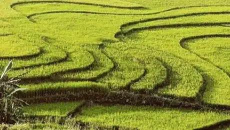 Vietnam Sapa Trekking head