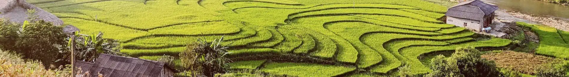 Vietnam Sapa Trekking head