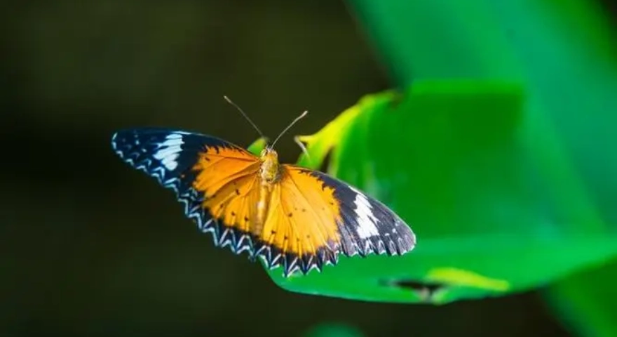 banteay-srey-butterfly-center
