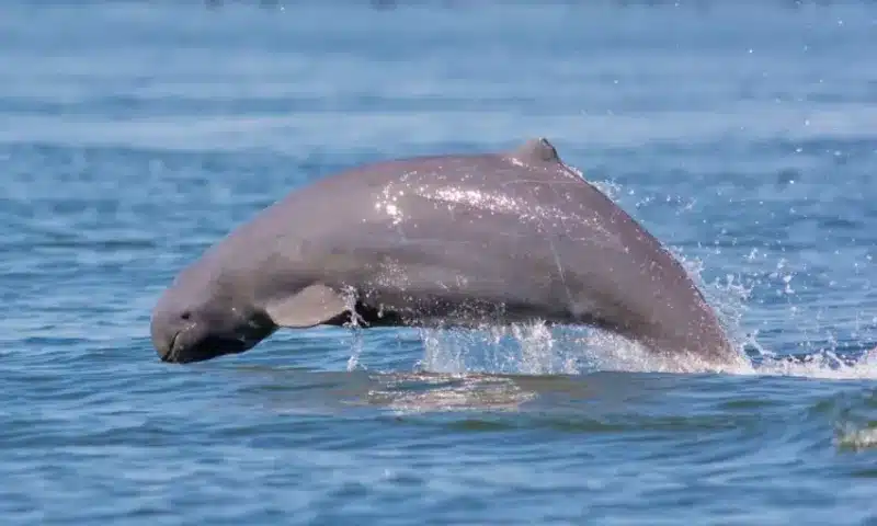 Cambodia Irrawaddy dolphins