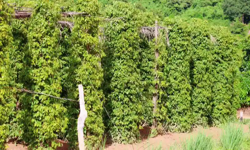 Kampot Pepper Plantations Cambodia