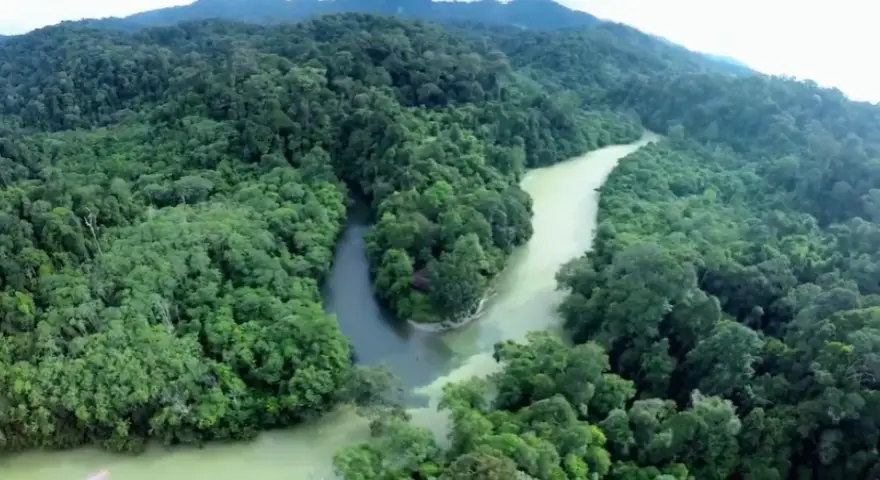 Borneo Betung