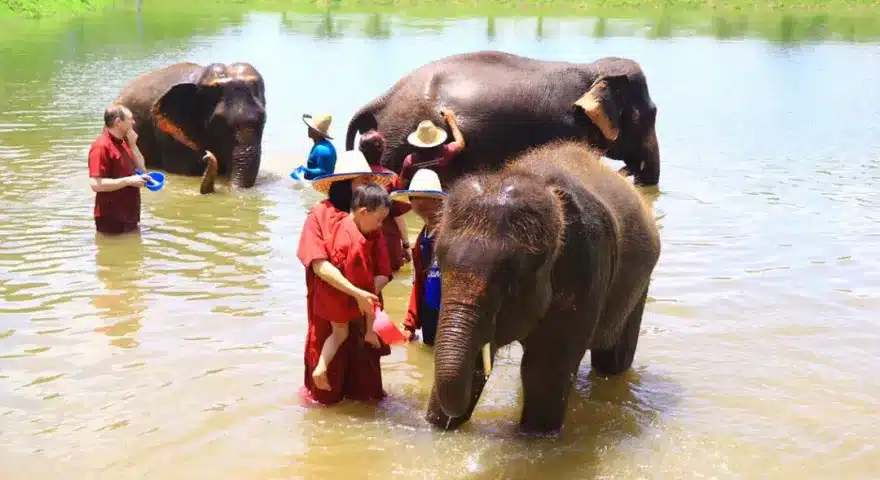 Thailand Chang Mai Elephant Rescue Park