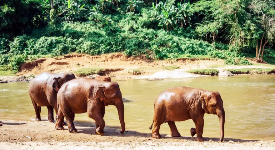 Chiang Mai Elephant Nature Park