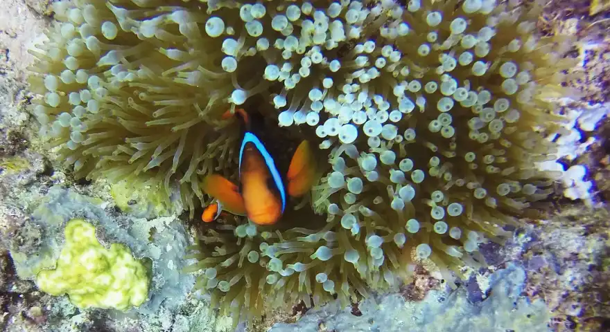 Philippines Scube Diving in El Nido