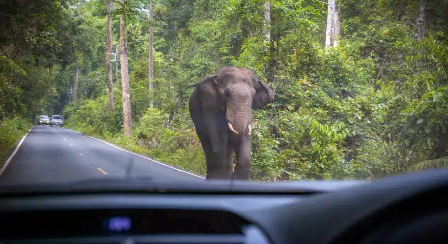 Thailand Khao Yai National Park