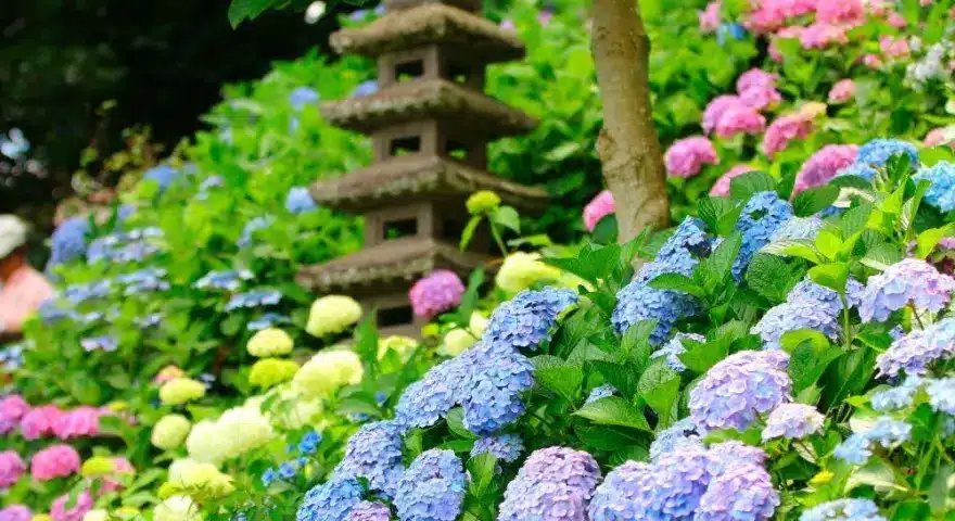 Japan Hydrangeas