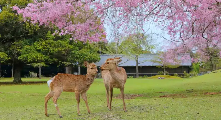 Japan Nara Park