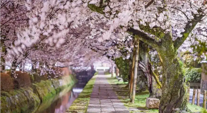 Japan Philosopher's Path