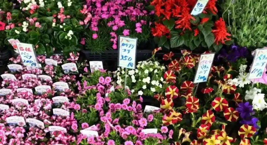 Kochi Sunday Market