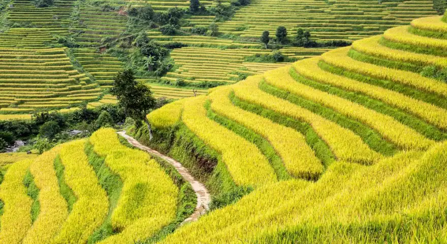 Y-Ty-Rice-Fields