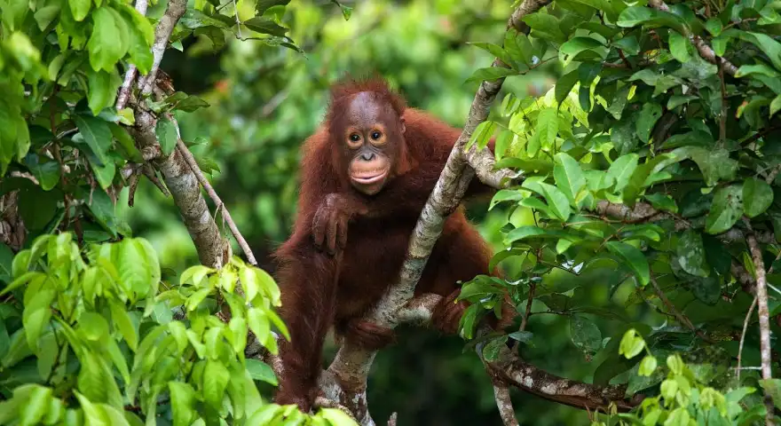Asia tour package to Malaysia Borneo-Orangutans-Islands